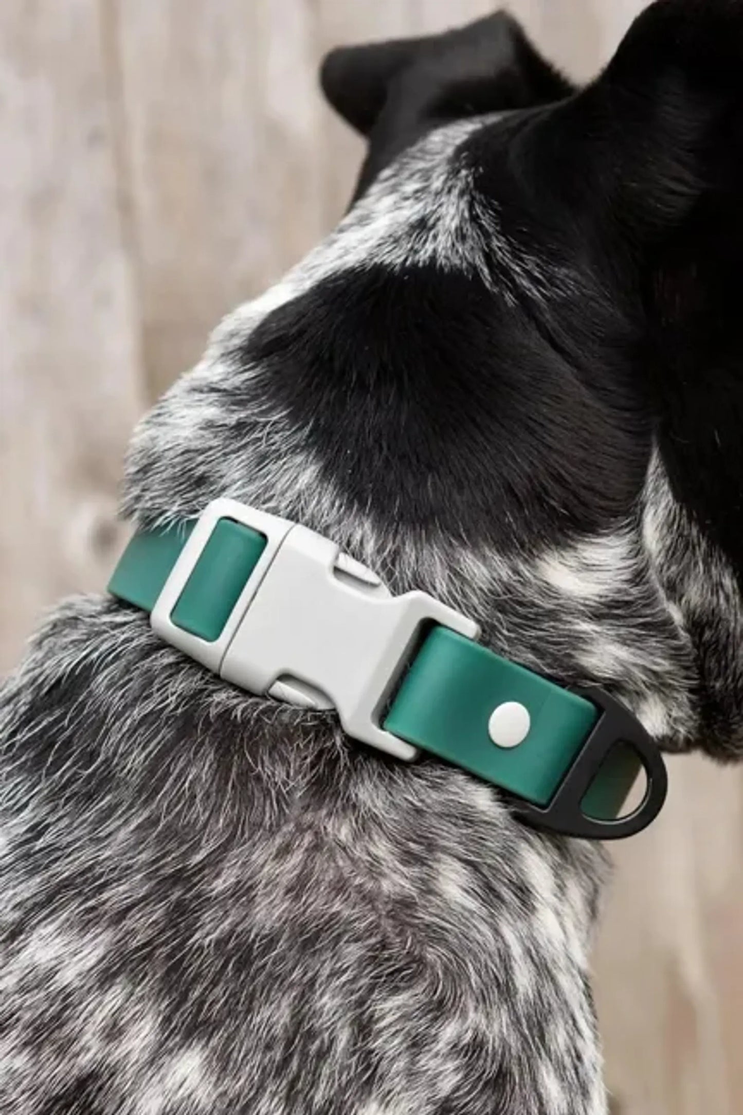 Waterproof Rubber-Coated Nylon Dog Collar with Heavy-Duty D-Ring