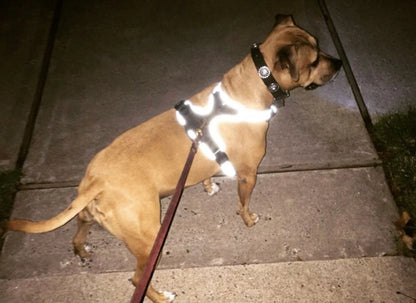 LED Safety Light Dog Harness — Rechargeable, Reflective, No-Choke, Water-Resistant