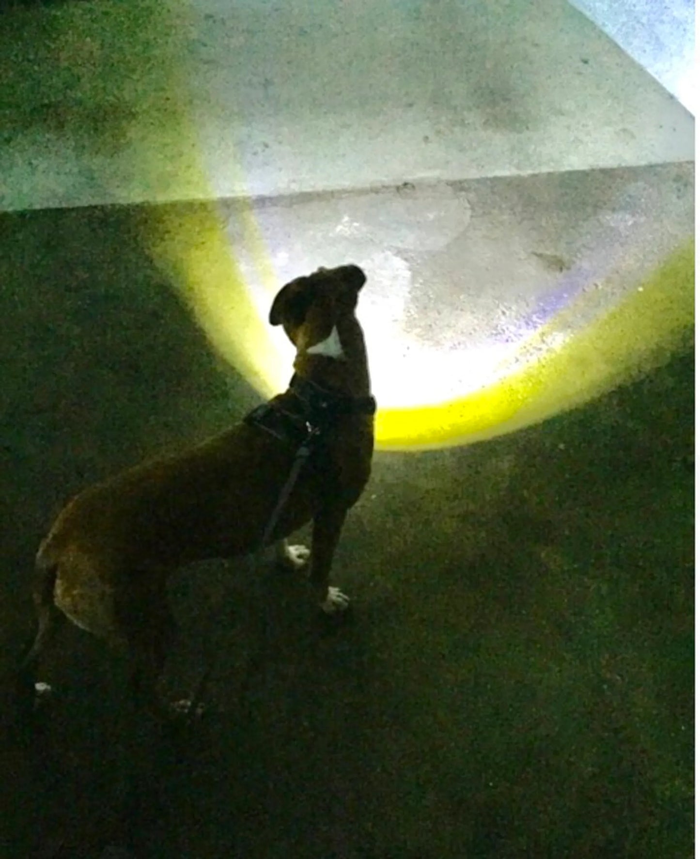 LED Safety Light Dog Harness — Rechargeable, Reflective, No-Choke, Water-Resistant