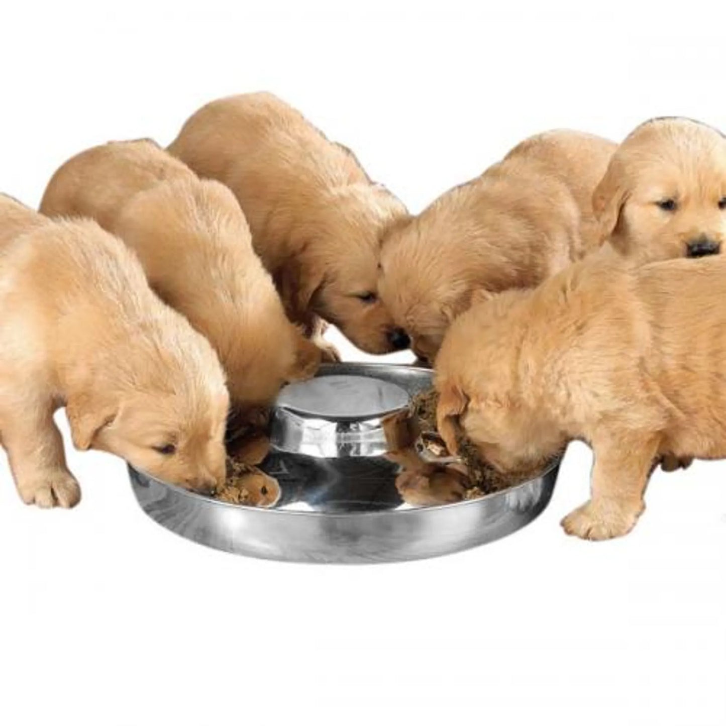 Premium Paw Stainless Steel Dog Bowl - Hygienic & Slip-Proof