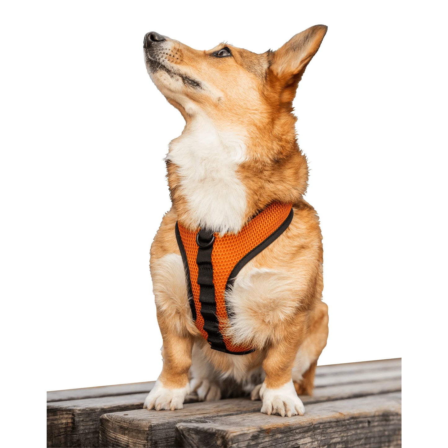 Breathable K9 Sport Harness — 3 D-Ring Points, Padded Mesh, Adjustable for All Adventures