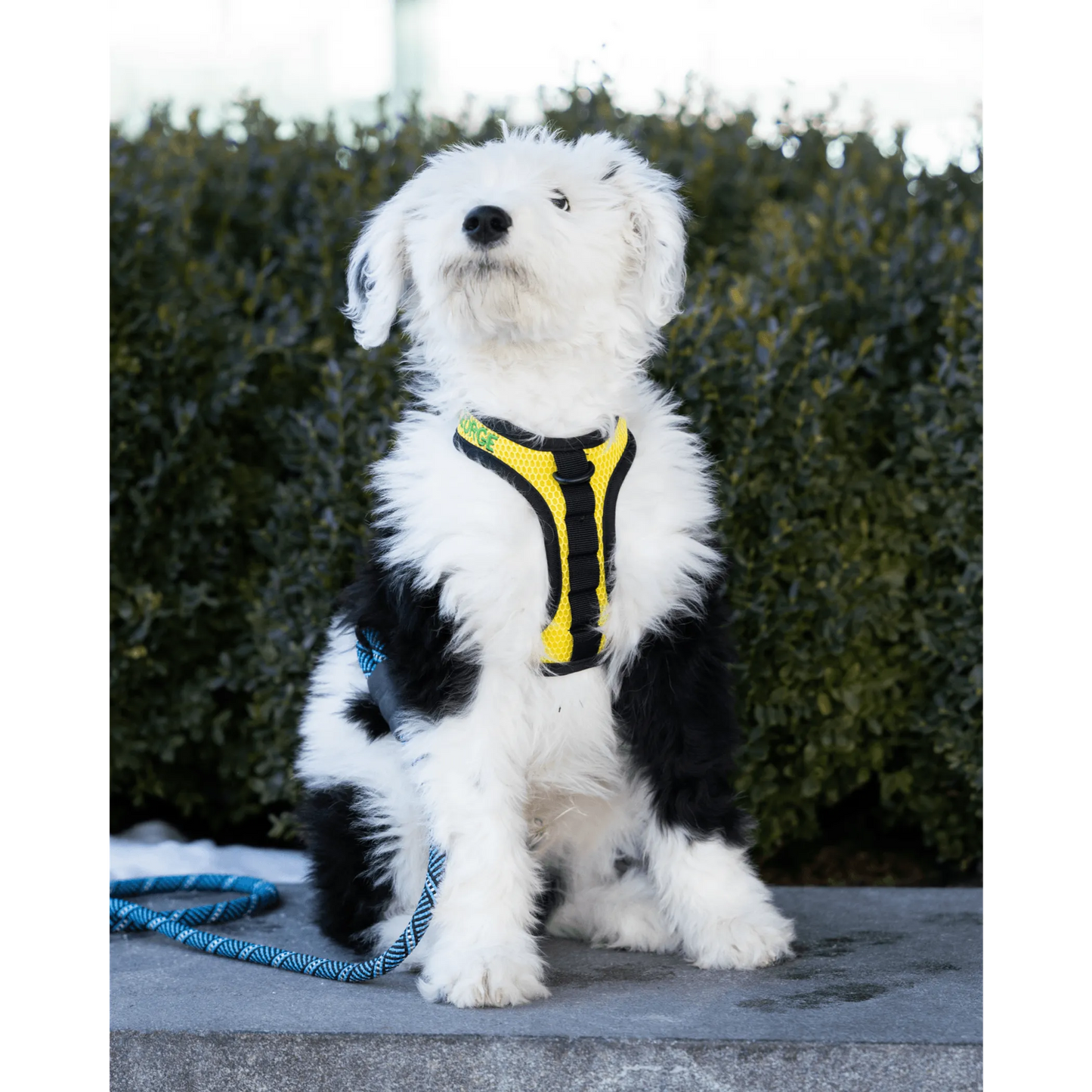 Breathable K9 Sport Harness — 3 D-Ring Points, Padded Mesh, Adjustable for All Adventures