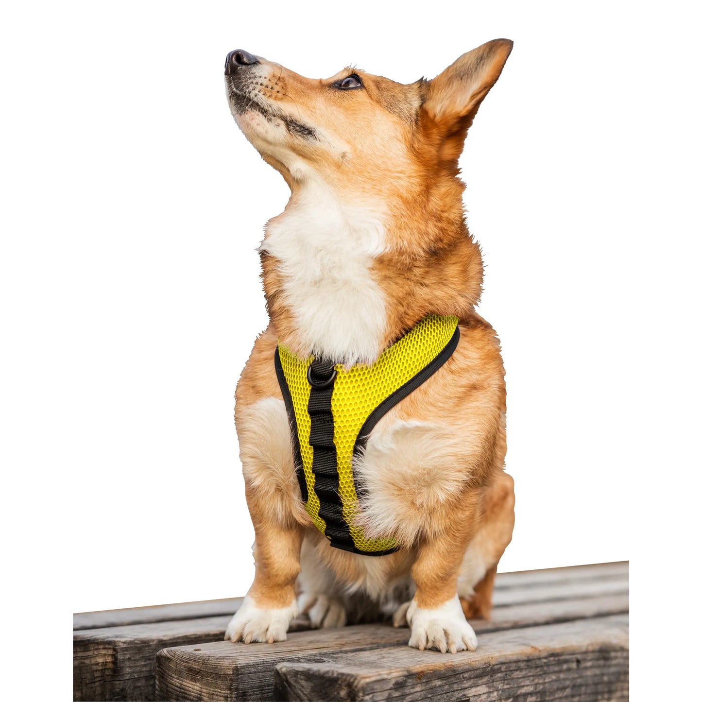 Breathable K9 Sport Harness — 3 D-Ring Points, Padded Mesh, Adjustable for All Adventures