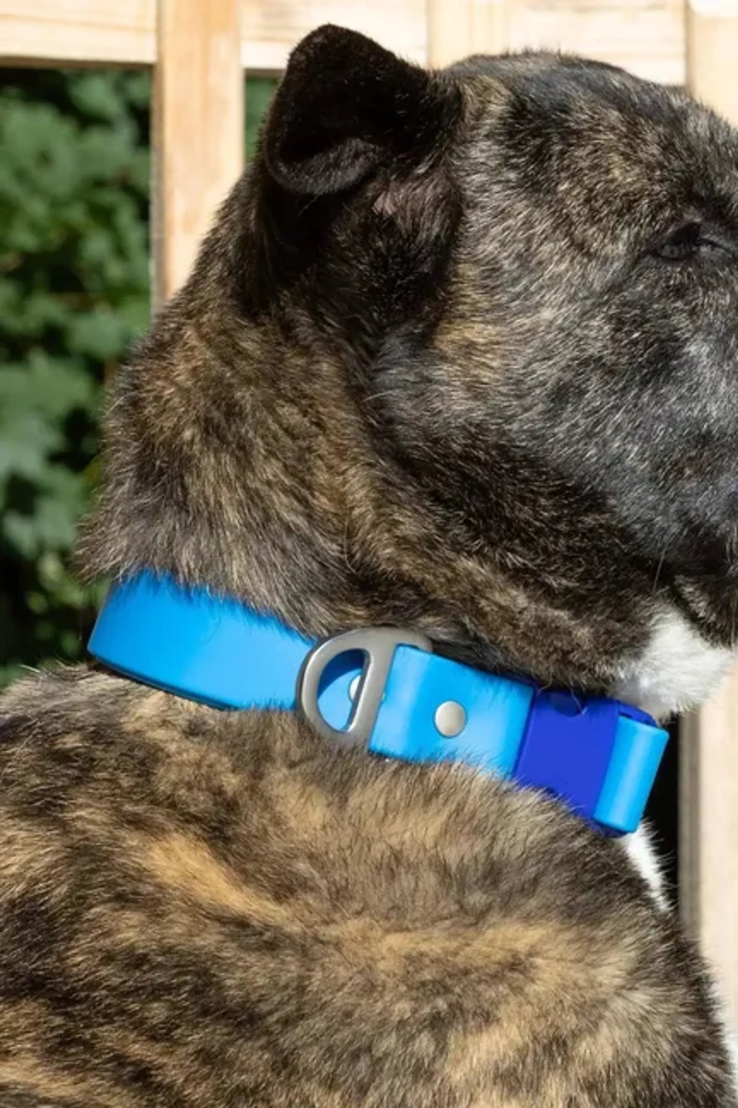 Dockside Adventure Waterproof Dog Collar — Metal D-Ring, Odor-Proof, Dual-Tone, XS to XL