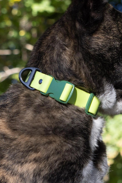Mossy Pine Forest Waterproof Dog Collar - Heavy Duty & Stylish