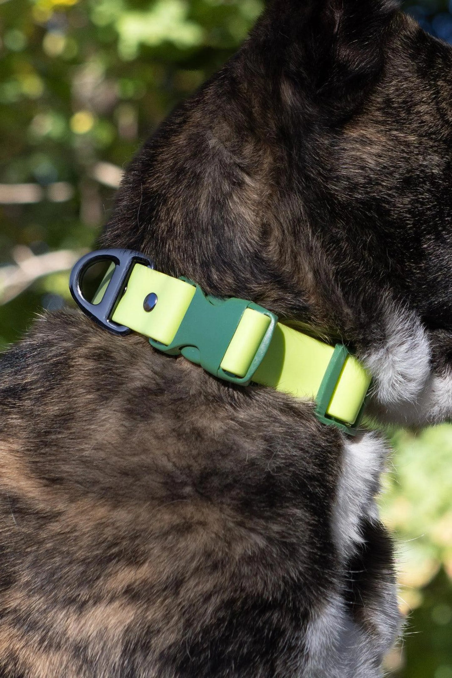 Mossy Pine Forest Waterproof Dog Collar - Heavy Duty & Stylish