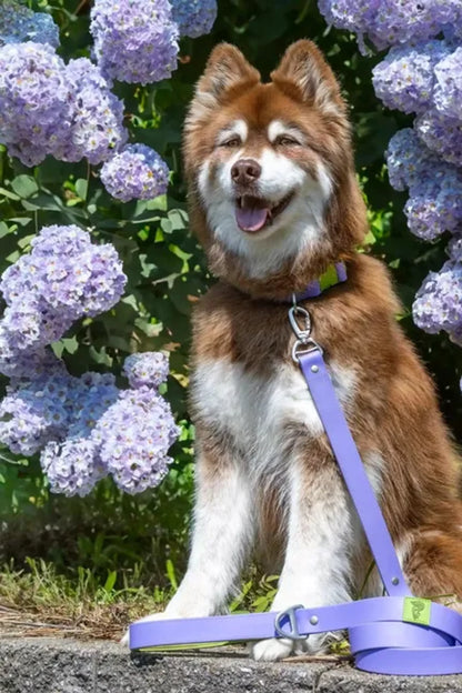 Lavender Garden Waterproof Dog Collar — 20% Wider, Odor-Proof, Quick-Release, Floral Dual-Tone