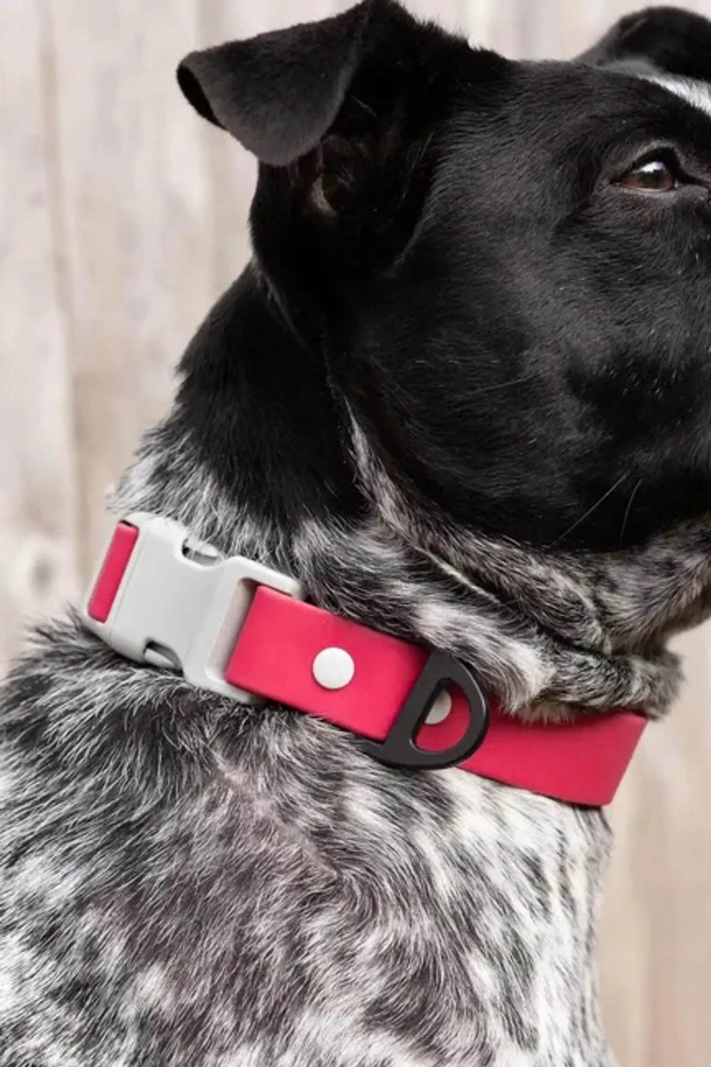 Red Mountain Syrah Waterproof Dog Collar — Rubber-Coated Nylon, Odor-Proof, Reinforced D-Ring