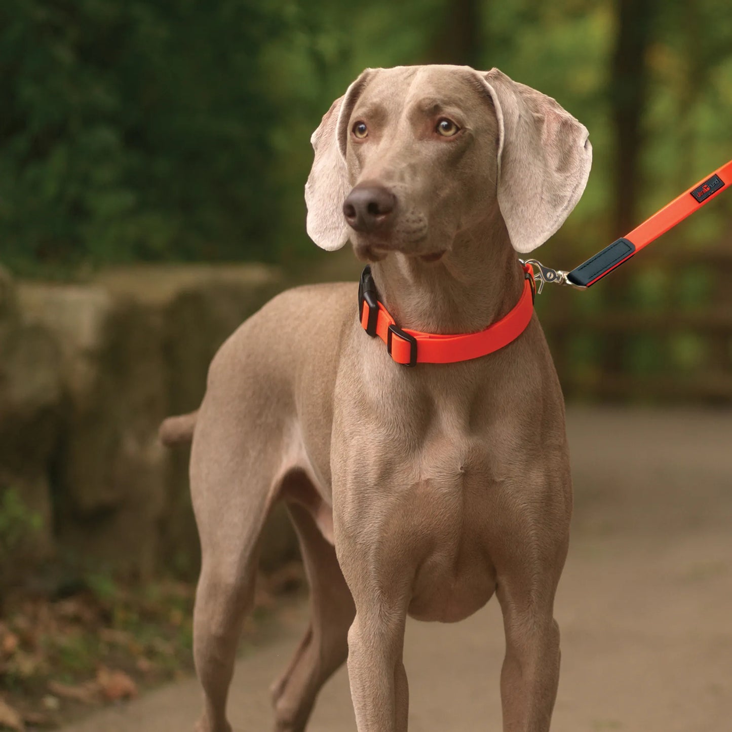 Boss Waterproof Comfort Dog Lead - Durable, Hygienic, Stylish 6'