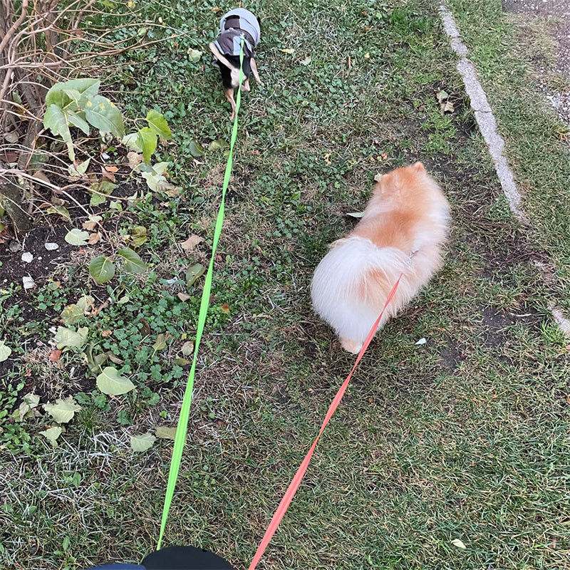 LED Retractable Dog Leash — Built-In Lights, Reflective, 360° Swivel, Dual Dog, Small Dogs
